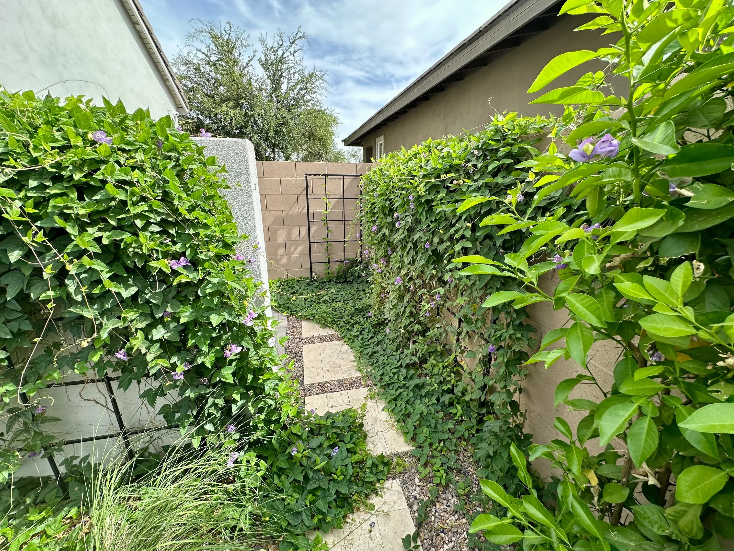Calistoga